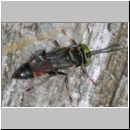 Tachysphex obscuripennis - Grabwespe m10 8mm Sandgrube Niedringhaussee.jpg